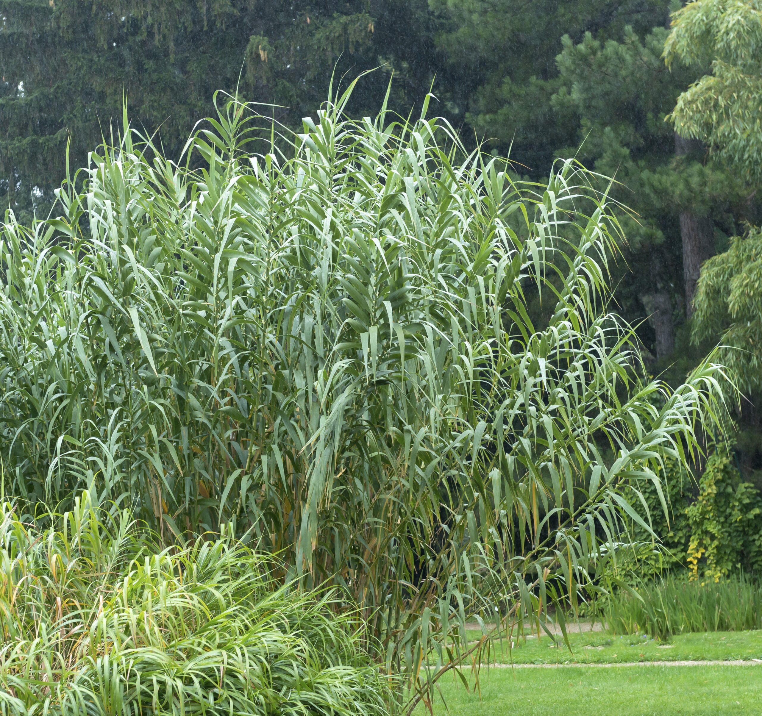 Arundo donax