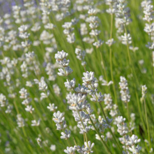 Lavandula angustifolia ‘White Summer’