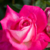 Rosa ‘Gaujard’ Half Standard - 5L Half standard