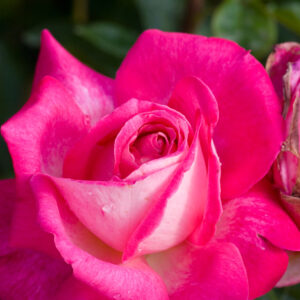 Rosa ‘Gaujard’ Half Standard