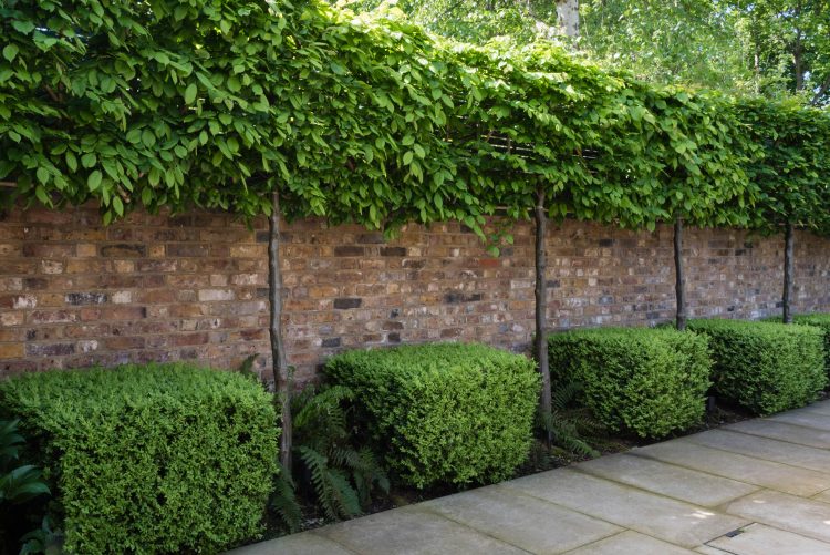 Espalier Trees For Garden Structure