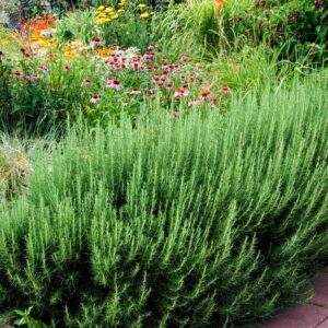 Rosmarinus officianalis / Rosemary