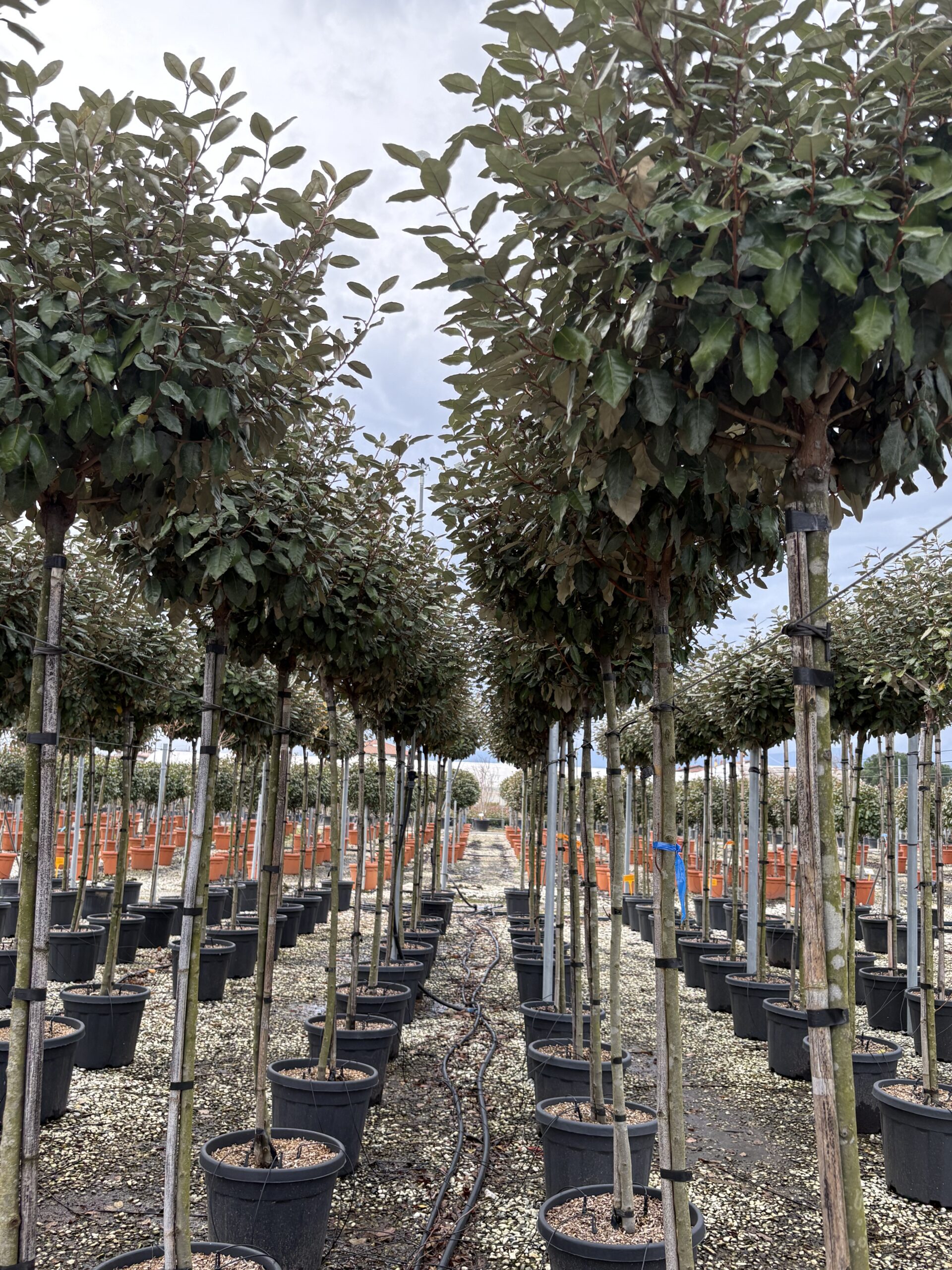 Elaeagnus ebbingei ‘Compacta’ Three-Quarter Standard