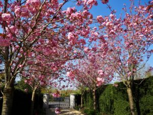 Prunus Kanzan in full bloom