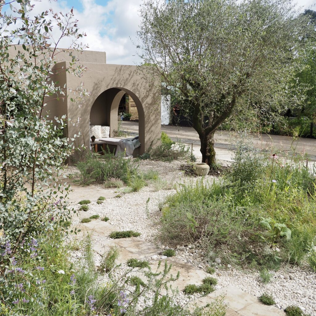 Mature Olive Tree - Nourish Show Garden Bloom 2025