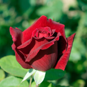 Rosa ‘Chrysler Imperial’ Half Standard