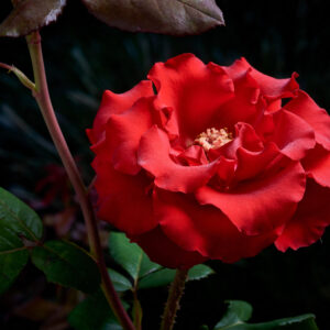 Rosa ‘Dallas’ Half Standard