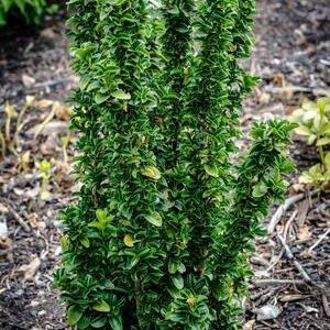 Euonymus ‘Green Rocket’