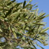 Olea Europaea / Olive Pom pom Plates - 45L 160-180cm tall