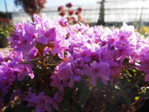 Rhododendron Arends Favorit 