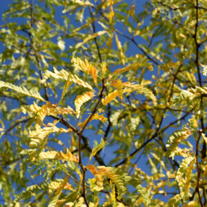 Gleditsia triacanthos ‘Skyline’