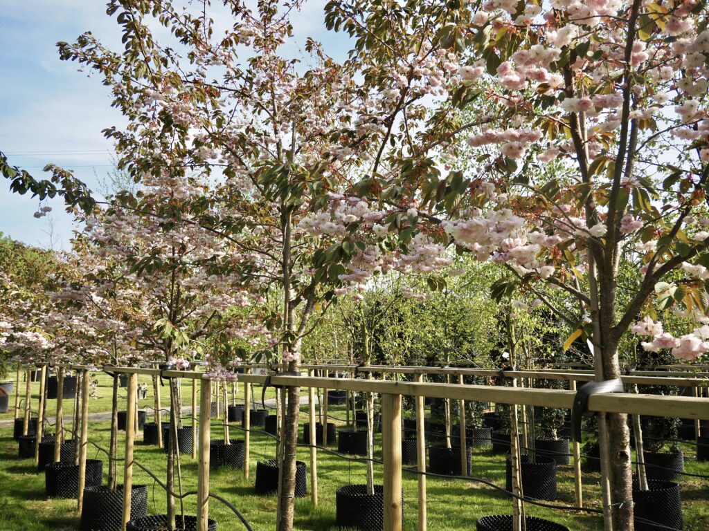 Cherry Blossoms