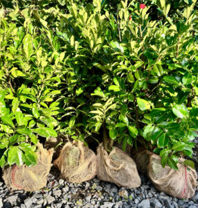 Rootballed Laurel Hedging