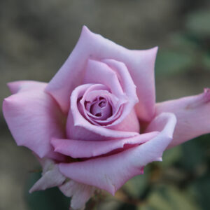 Rosa ‘Lady X’ Half Standard