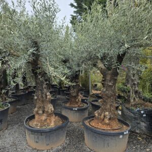 Mature gnarled Olive tree, Olea Europaea, Old world charm