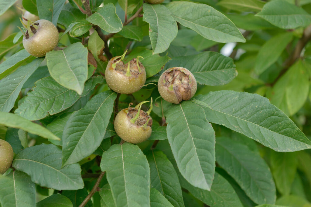 Mespilus Germanica