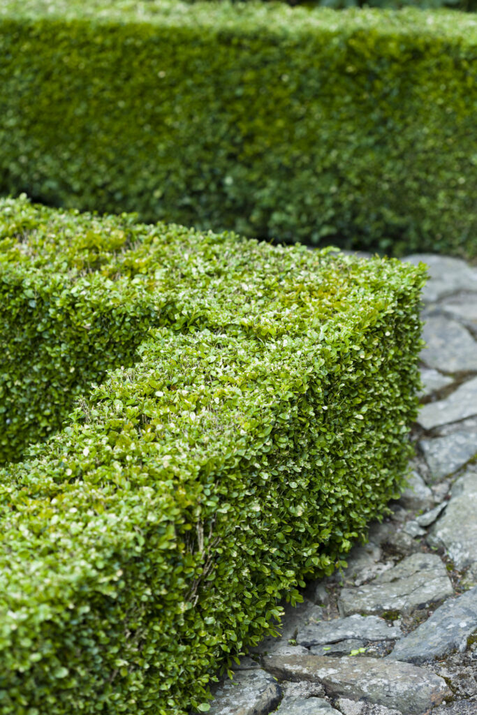 Buxus sempervirens, box clipped hedge in a formal garden