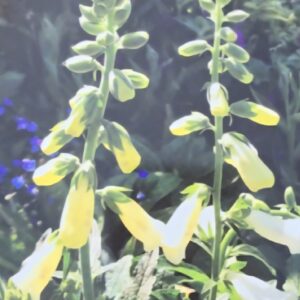 Digitalis 'Lucas White', Foxglove