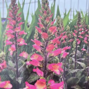 Digitalis 'berry candy', Foxglove