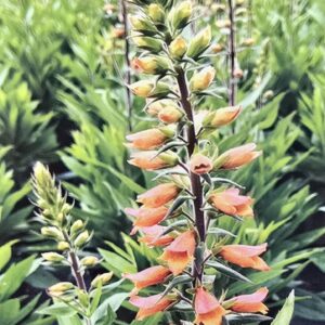 Digitalis 'firecracker', Foxglove