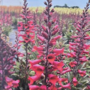 Digitalis 'illumination rasberry', Foxglove