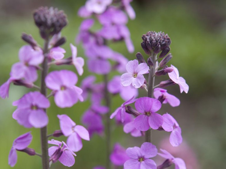 Erysimum Bowles Mauve