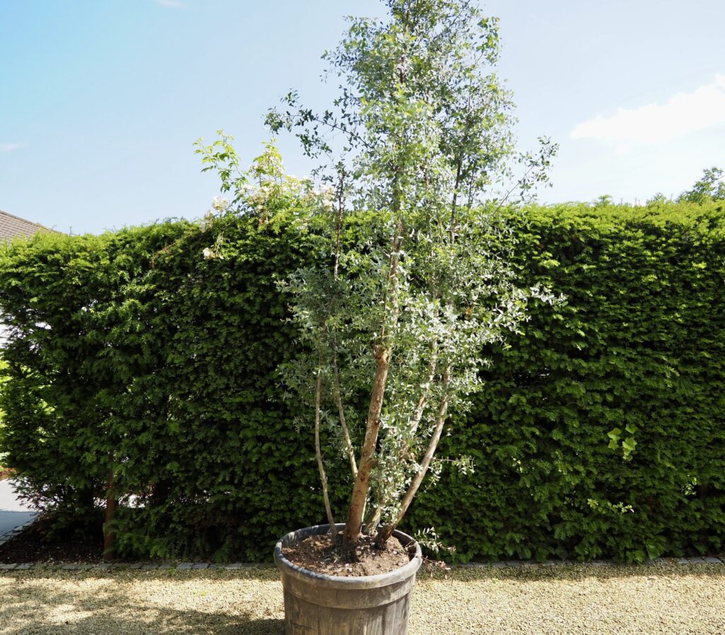Eucalyptus gunnii Specimen Tree