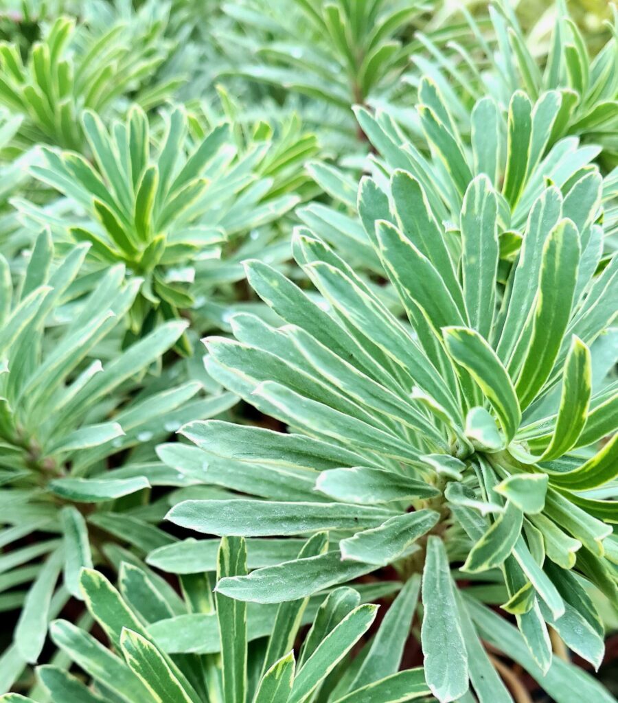 Euphorbia