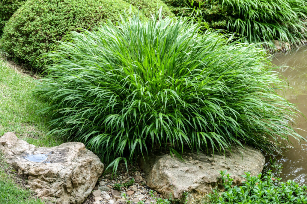 Hakonechloa, Japanese forest grass