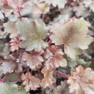 Heuchera 'crazy rasta'