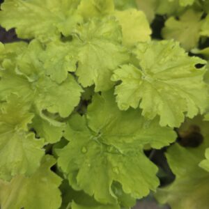 Heuchera 'curly lemon'