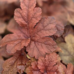 Heuchera 'hopscotch'