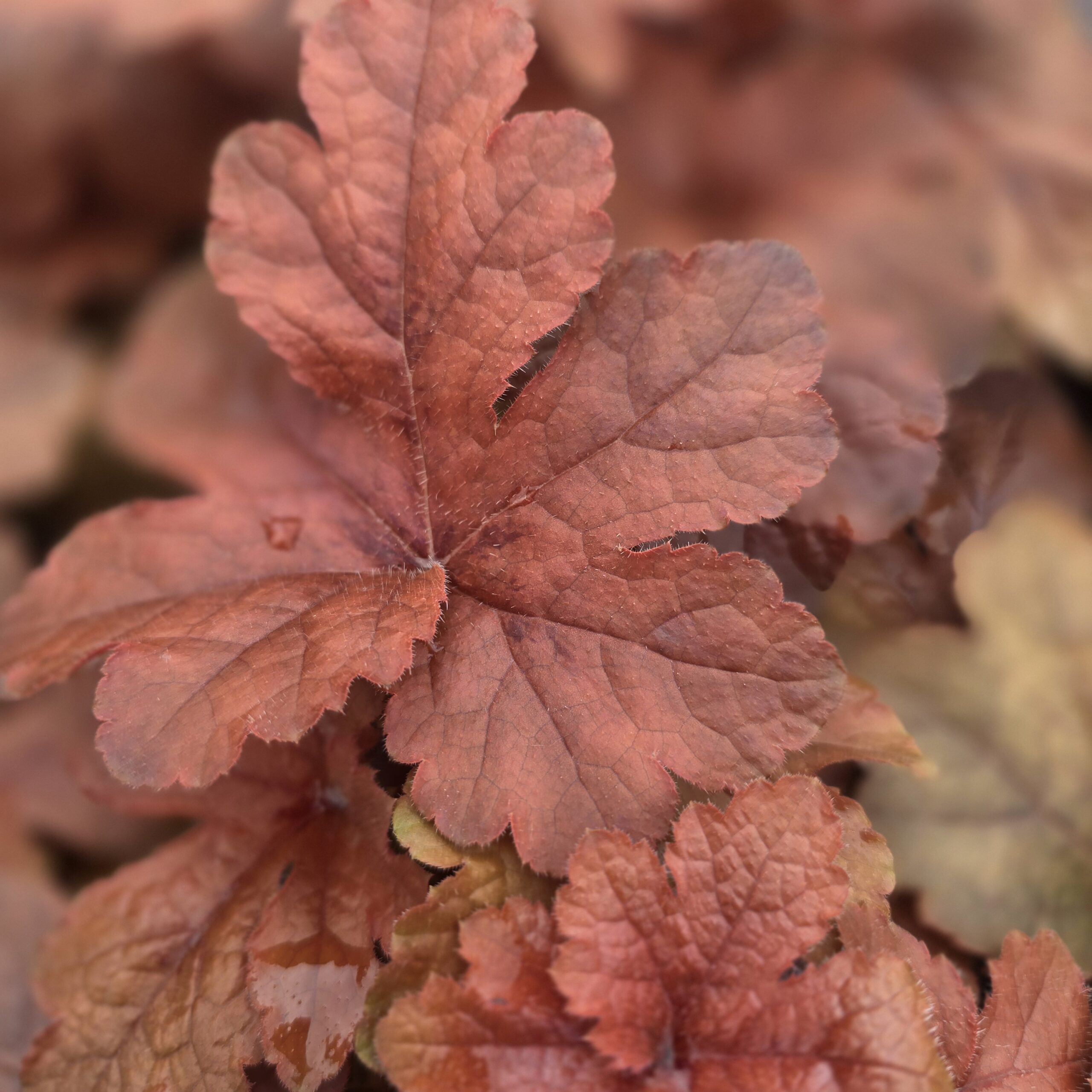 Heuchera 'hopscotch'