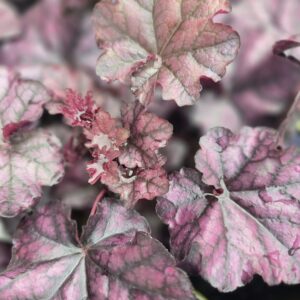 Heuchera 'mulberry'