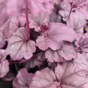 Heuchera 'pink panther'