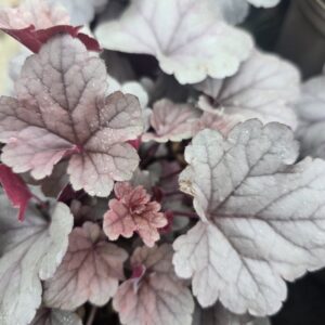 Heuchera 'silver gumdrop'