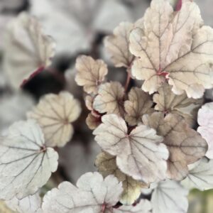 Heuchera 'silverberry'