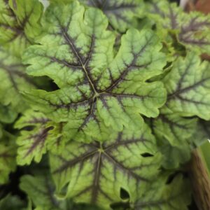 Heuchera 'tapestry'