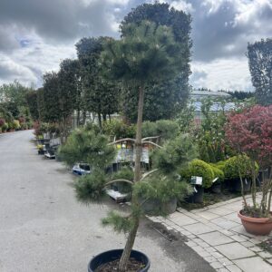 Pinus sylvestris Pom Pom
