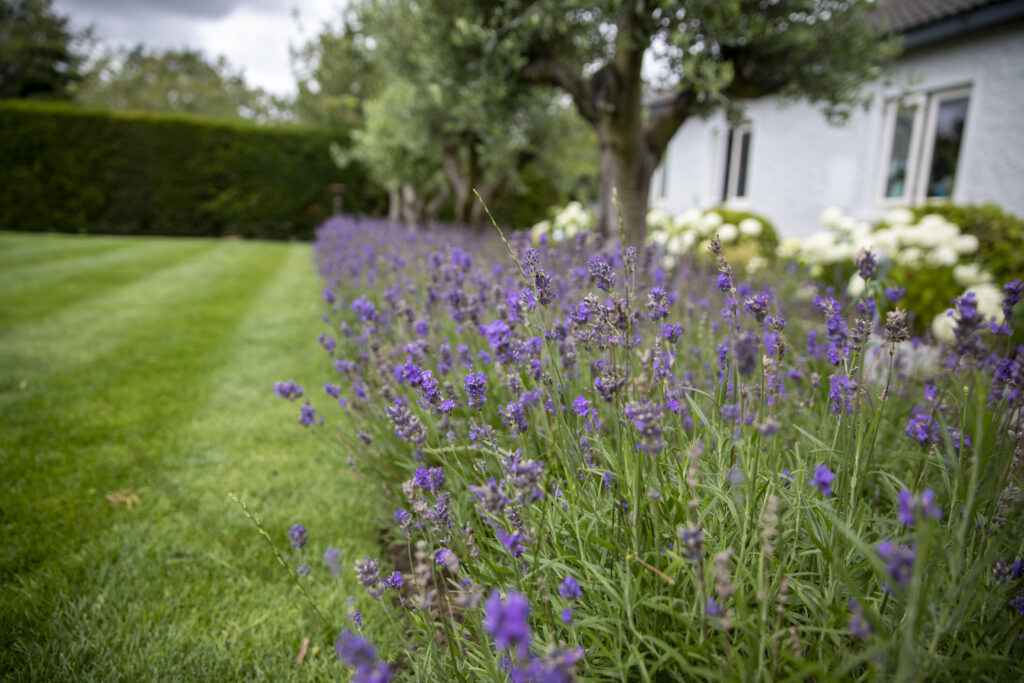 Lavender angustifolia Hidcote