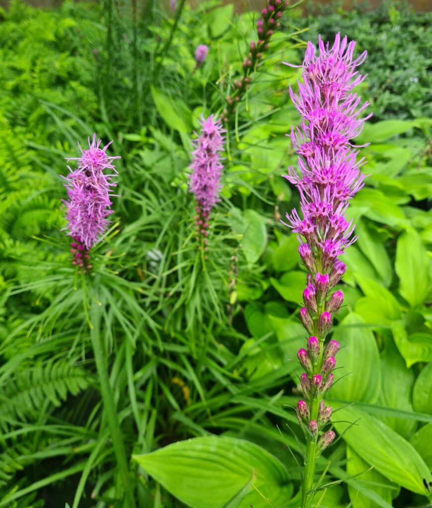 Liatris spicata