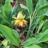 Golden lotus banana plant, Musella Laciocarpa