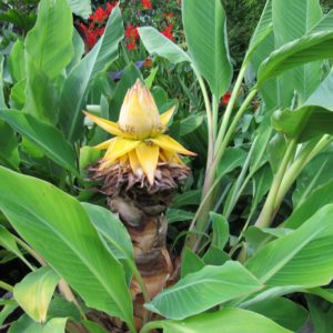Golden lotus banana plant, Musella Laciocarpa