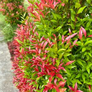 Nandina domestica / Heavenly Bamboo
