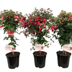 Fuchsia Varities    (Quarter Standard)