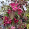 Malus 'Coccinella' / Crab Apple - 45L 8-10cm girth, standard