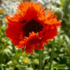 Papaver orientale 'Brilliant' - 2L pot