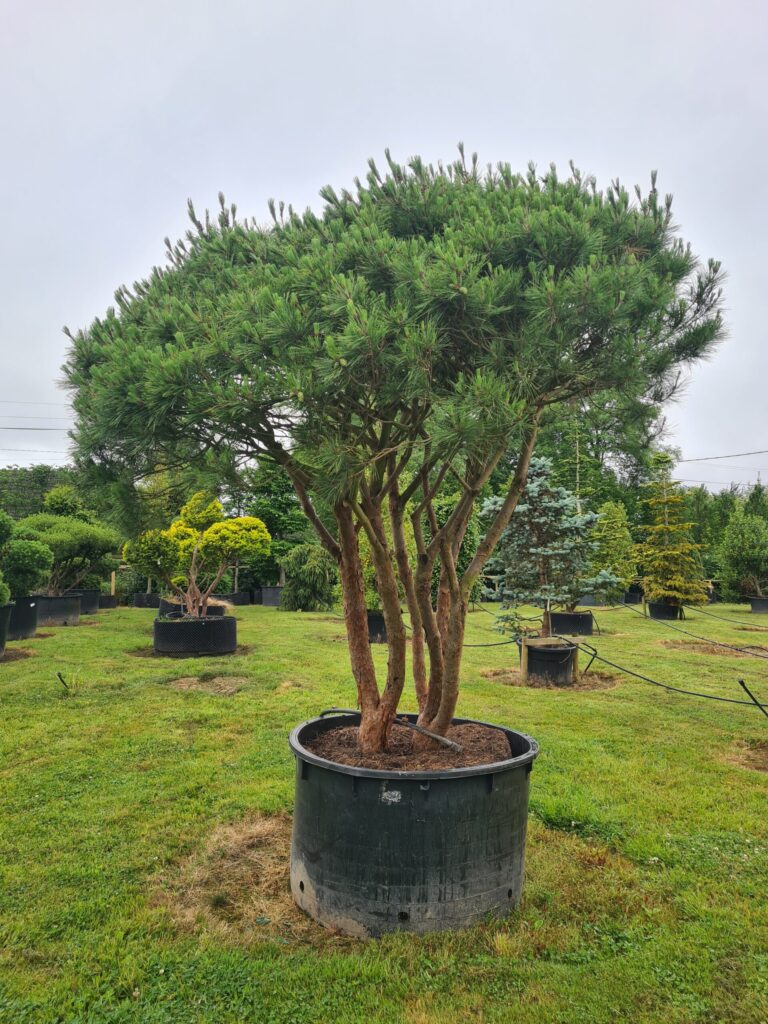 Pinus densiflora ‘Umbraculifera’ Form