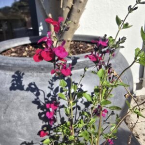 Salvia 'cherry lips'