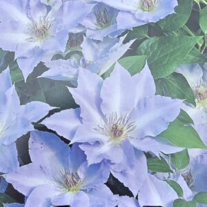 Clematis tranquilite